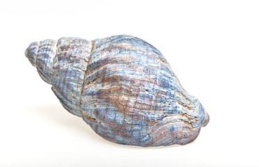 Muscheln isoliert auf weiss