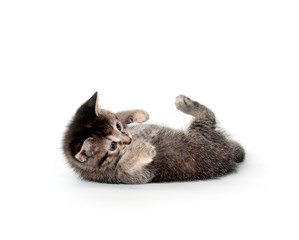 Kitten rolling and playing on white background