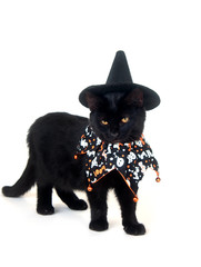 Black cat with witch hat and Halloween bib