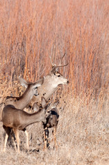 Mule deer buck and does