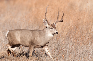 Mule deer buck