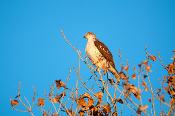 Hawk perched in tree