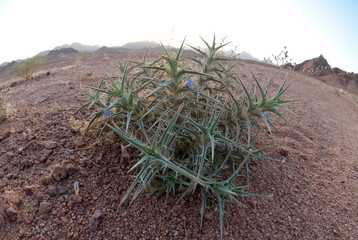 Flora in the Sinai Desert