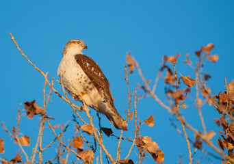 Hawk perched in tree