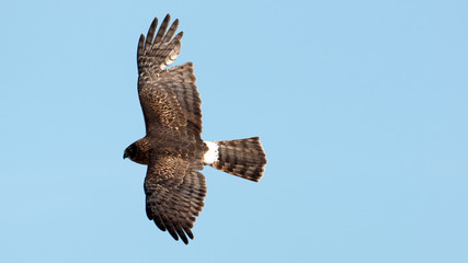 Northern harrier in flight
