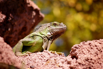 Iguana