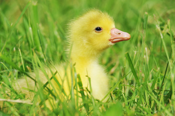 duckling