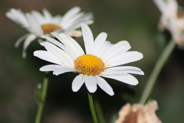 Fototapeta premium Daisy