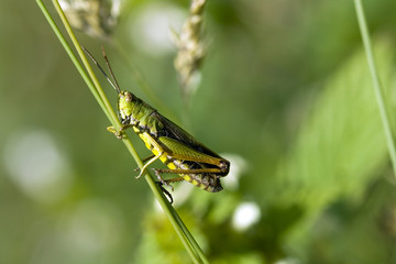Makro konika polnego, pasikonik na trawie © sitriel