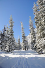 Winter with mountains and fur-trees in snow