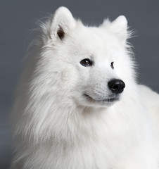 Samoyed dog