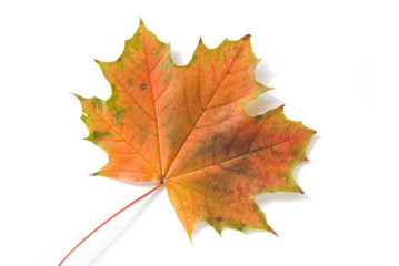 Fototapeta na wymiar Shot of colorful autumn leafs over white background.