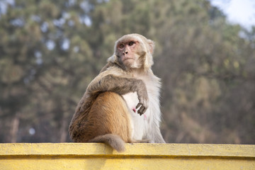Rhesus monkey in Swayambhunath, Kathmandu.
