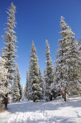 Winter with mountains and fur-trees in snow