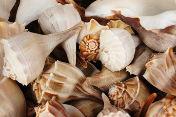 Lightning whelk shells (Busycon perversum)
