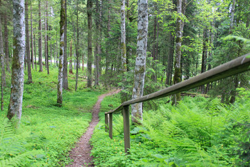 waldweg