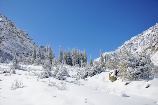Fototapeta Winter with mountains and fur-trees in snow