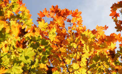 Herbst: bunte Ahornblätter im Sonnenlicht