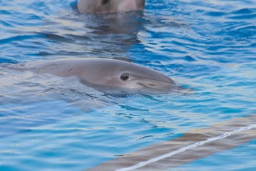 Delfini,Valencia, Oceanografic,Spagna