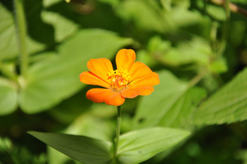 Orange Zinnia