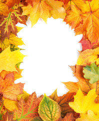 Naklejka na ściany i meble Yellow autumn leaves isolated on white background