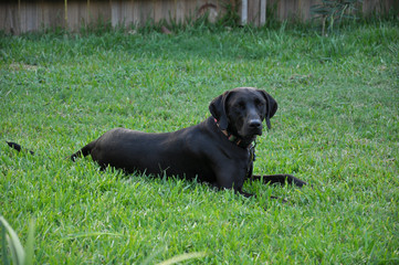 Lab in the grass