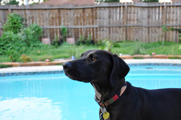 Labrador by the pool