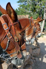 Mule at the Grand Canyon National Park..