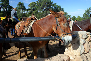 Mule at the Grand Canyon National Park..