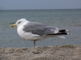 Silbermöwe