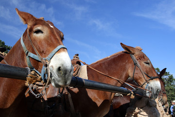 Obraz premium Mule at the Grand Canyon National Park..