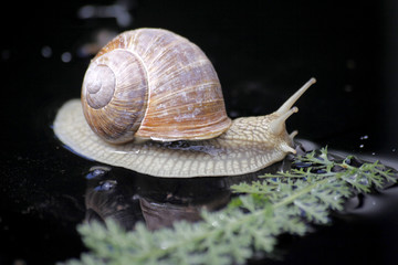 Weinbergschnecke