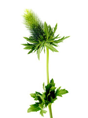 Thistle Flower