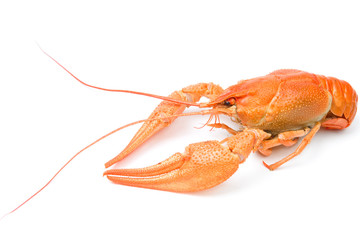 Crayfish