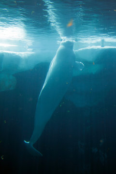 White Beluga Whale ..