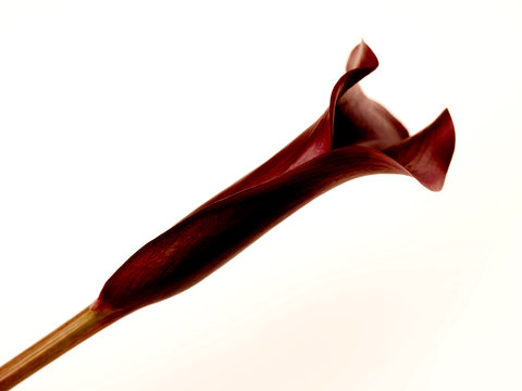 Zantedeschia Flower