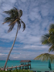 Fototapeta na wymiar ponton i dłoni do Bahamy