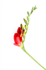 Freesia Flowers