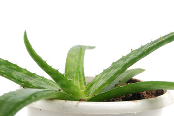 Fototapeta premium aloe plant