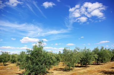 Olives tree at Portugal.