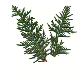 Red Cedar needles