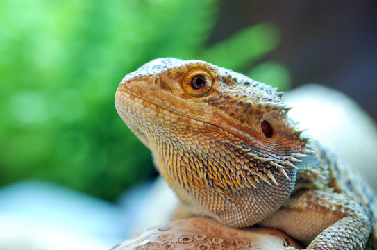 Perched Lizard