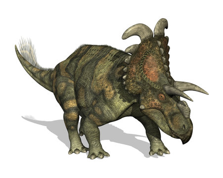Albertaceratops Dinosaur