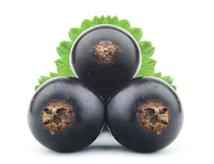Black currant