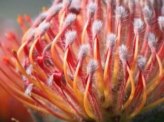 Protea an der Kapküste Südafrikas