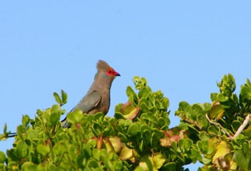 südafrikanischer Vogel