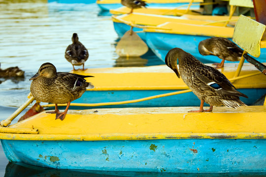 Having a rest ducks