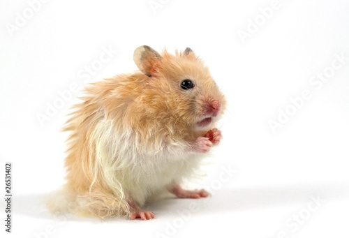 avsugning 500 hamster free porr avsugning 500 hamster free porr