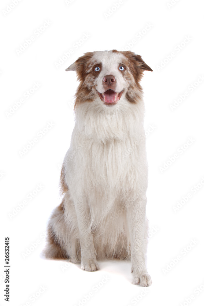 Wall mural border collie dog isolated on a white background