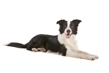 Black and white border collie dog lying, looking at camera